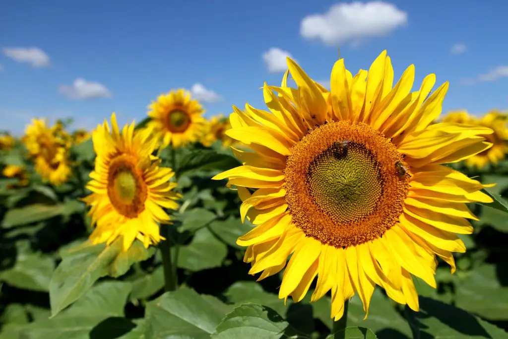 Difference Between Soybean and Sunflower Oil Featured Image